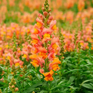Utricularia Orange Flower Seeds