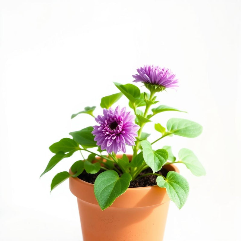 Bearded Flower Seeds - Unique Blooms for Your Garden , Planting Guide