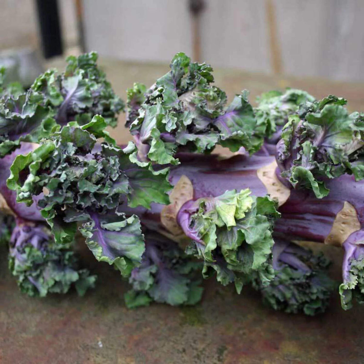 Purple Kalettes Vegetable Seeds for Planting
