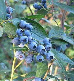 Vaccinium corymbosum high-bush blueberry seeds growing into fruit shrub