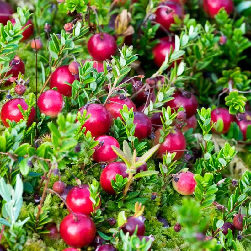 Vaccinium Macrocarpon Planting Fruit Seeds for Tart Berries