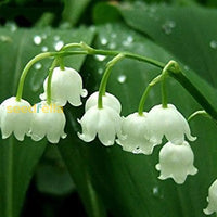 Valley Flower White Planting Seeds: Premium Seeds