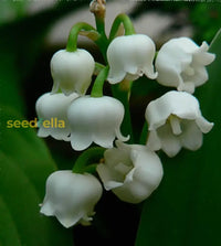 Valley Flower White Planting Seeds: Premium Seeds