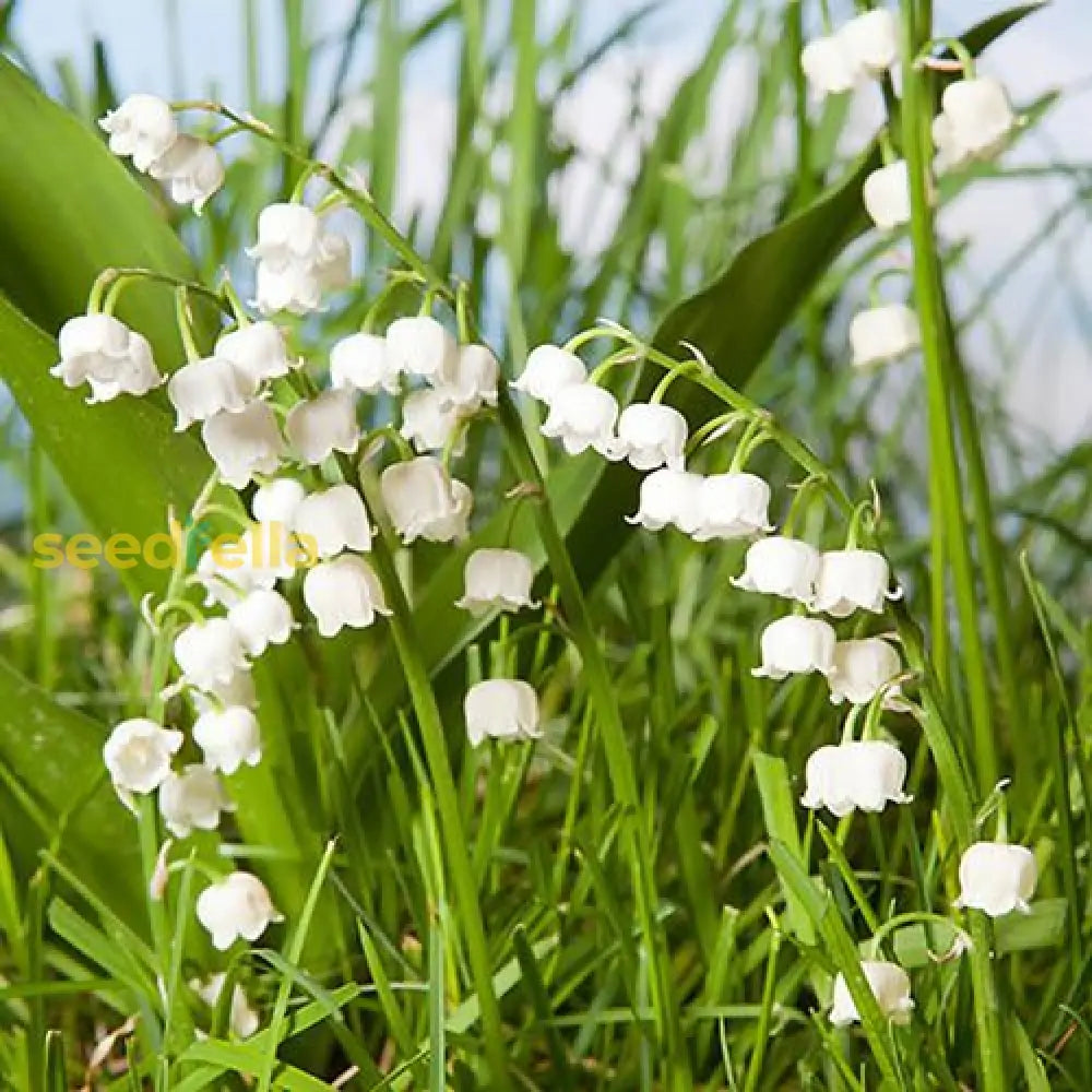 Valley Flower White Planting Seeds: Premium Seeds