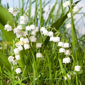 Valley Flower White Planting Seeds: Premium Seeds