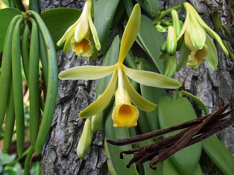 Exotic Vanilla Bean Plant Seeds for Home Growing