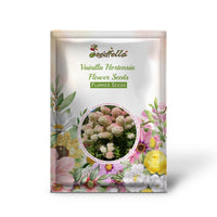 Vanilla Hydrangea Seeds For Planting