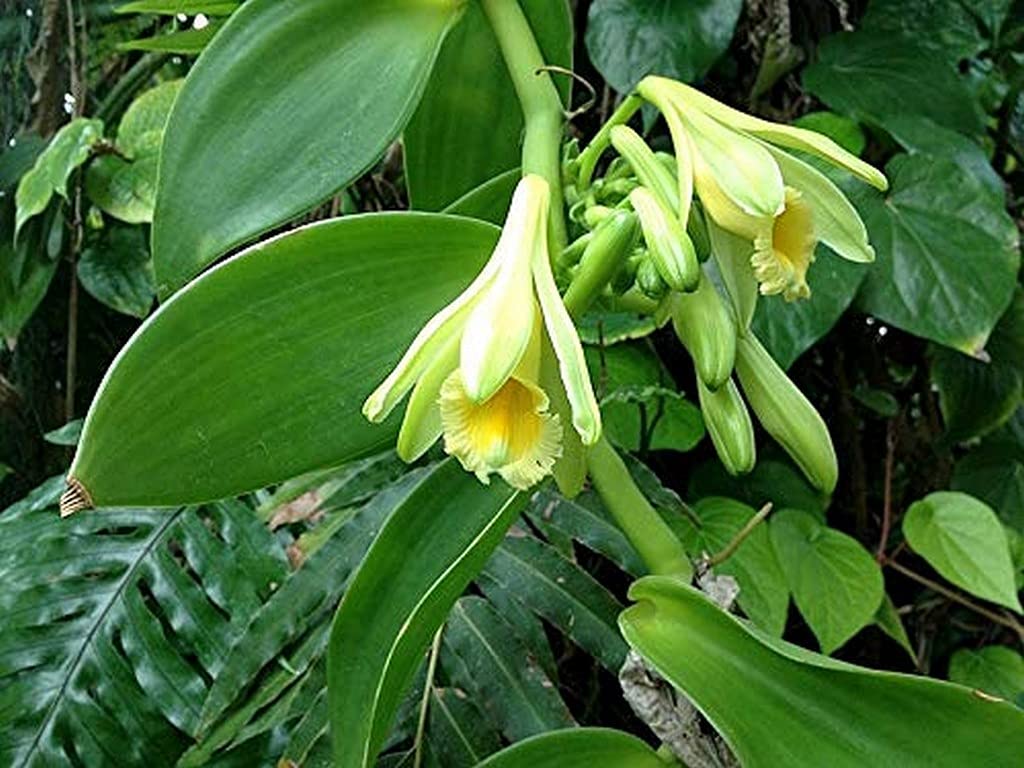 Fresh Vanilla Pods on Plant