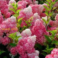 Vanilla Strawberry Hydrangea Seeds For Planting - Beautiful Blooms Your Garden Flower