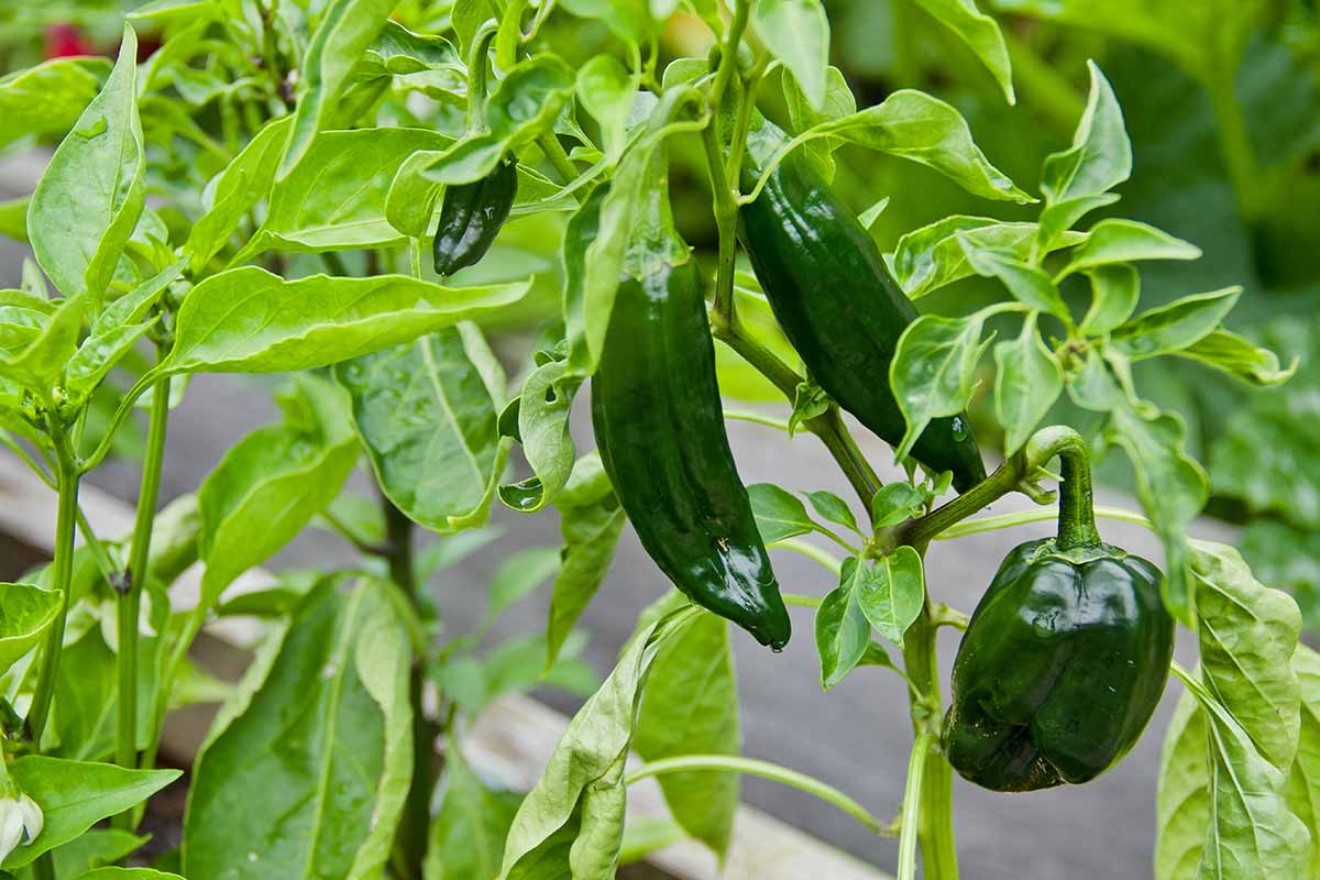 Ancho Poblano pepper seeds for vegetable patch planting