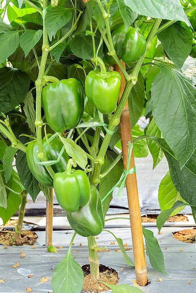 Pepper plants growing in vegetable patch