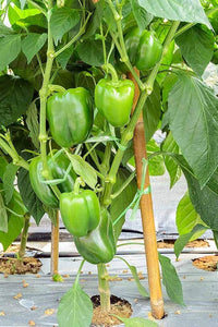 Pepper plants growing in vegetable patch