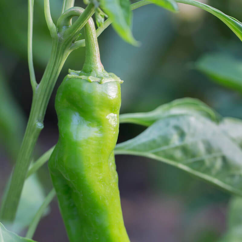 Italian Sweet Pepper seeds for vegetable patch planting