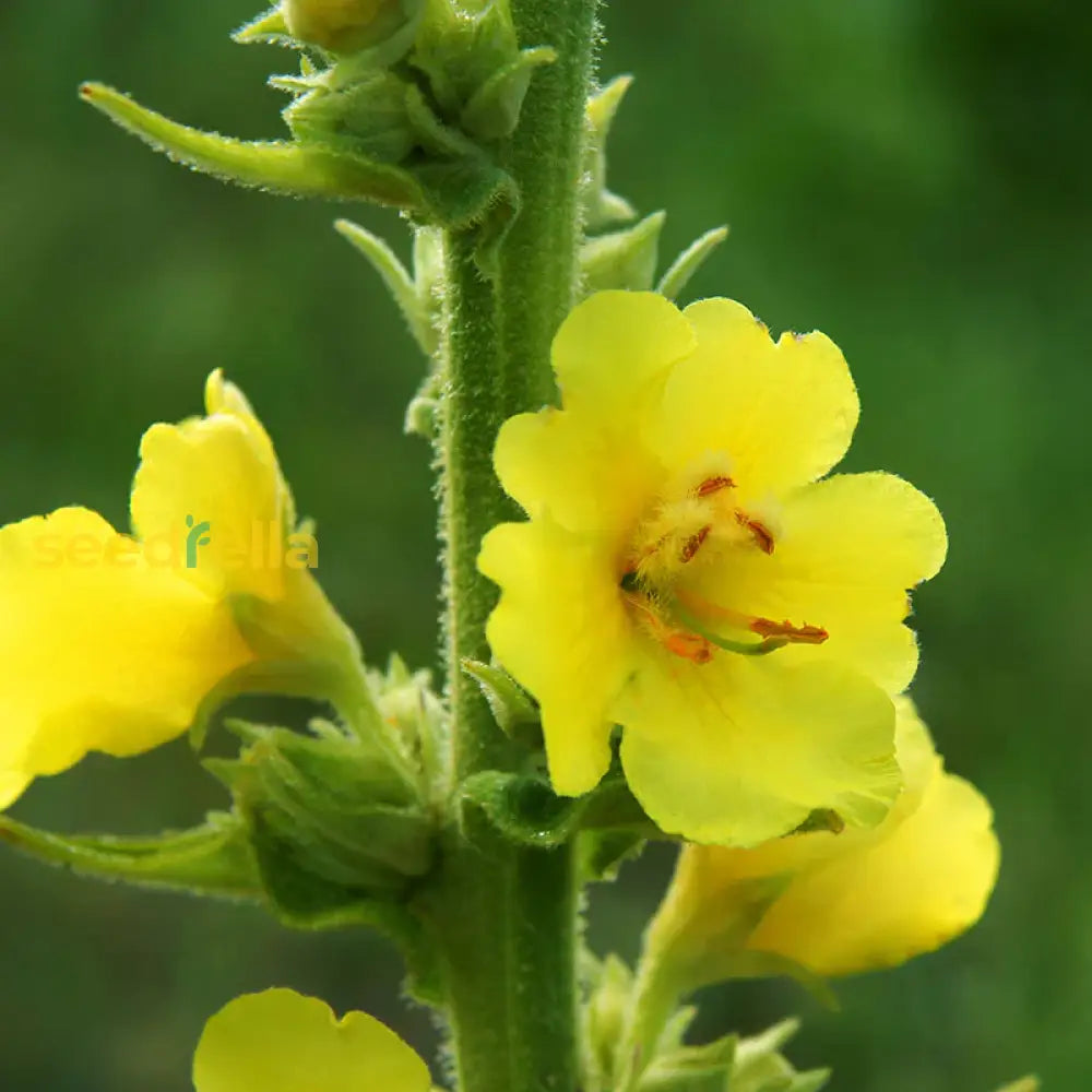 Verbascum Thapsus Great Mullein Seeds