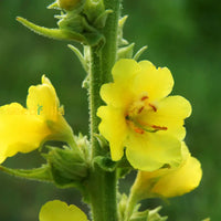 Verbascum Thapsus Great Mullein Seeds