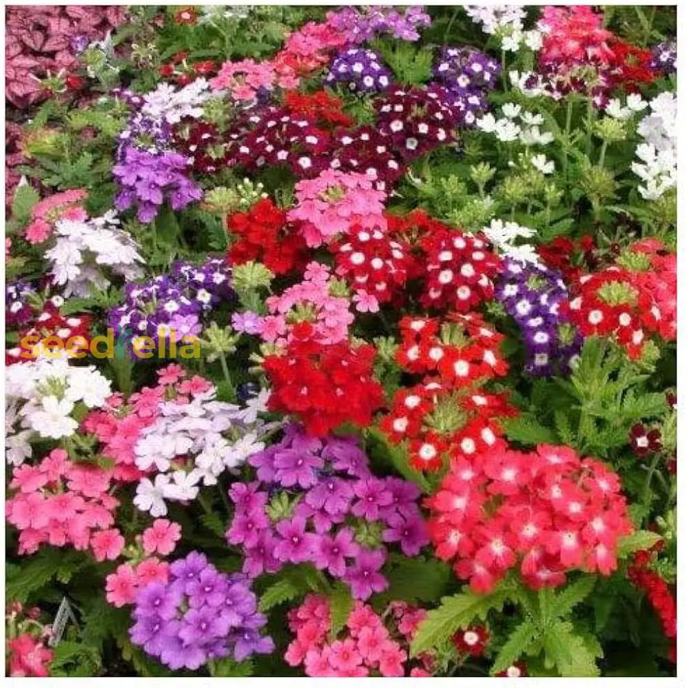 Verbena Dwarf Mix Flower Seeds For Planting  Vibrant Annual Blooms