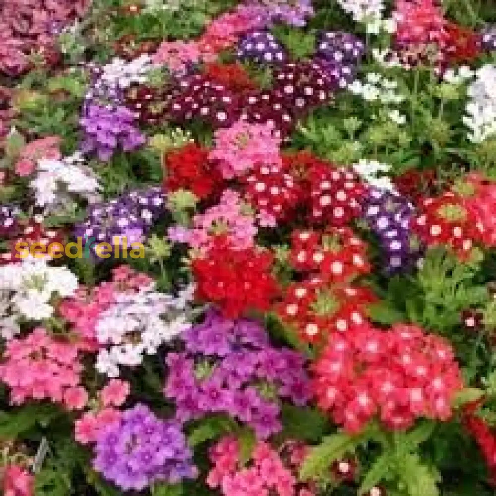 Verbena Dwarf Mix Flower Seeds For Planting  Vibrant Annual Blooms