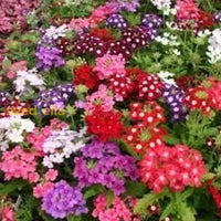 Verbena Dwarf Mix Flower Seeds For Planting  Vibrant Annual Blooms