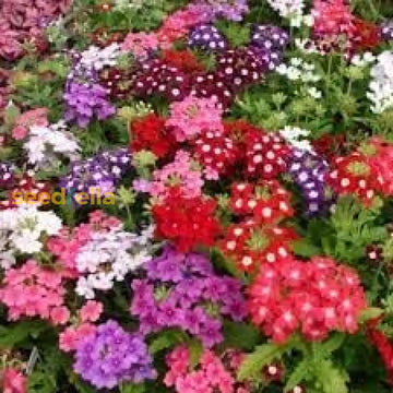 Verbena Dwarf Mix Flower Seeds For Planting  Vibrant Annual Blooms