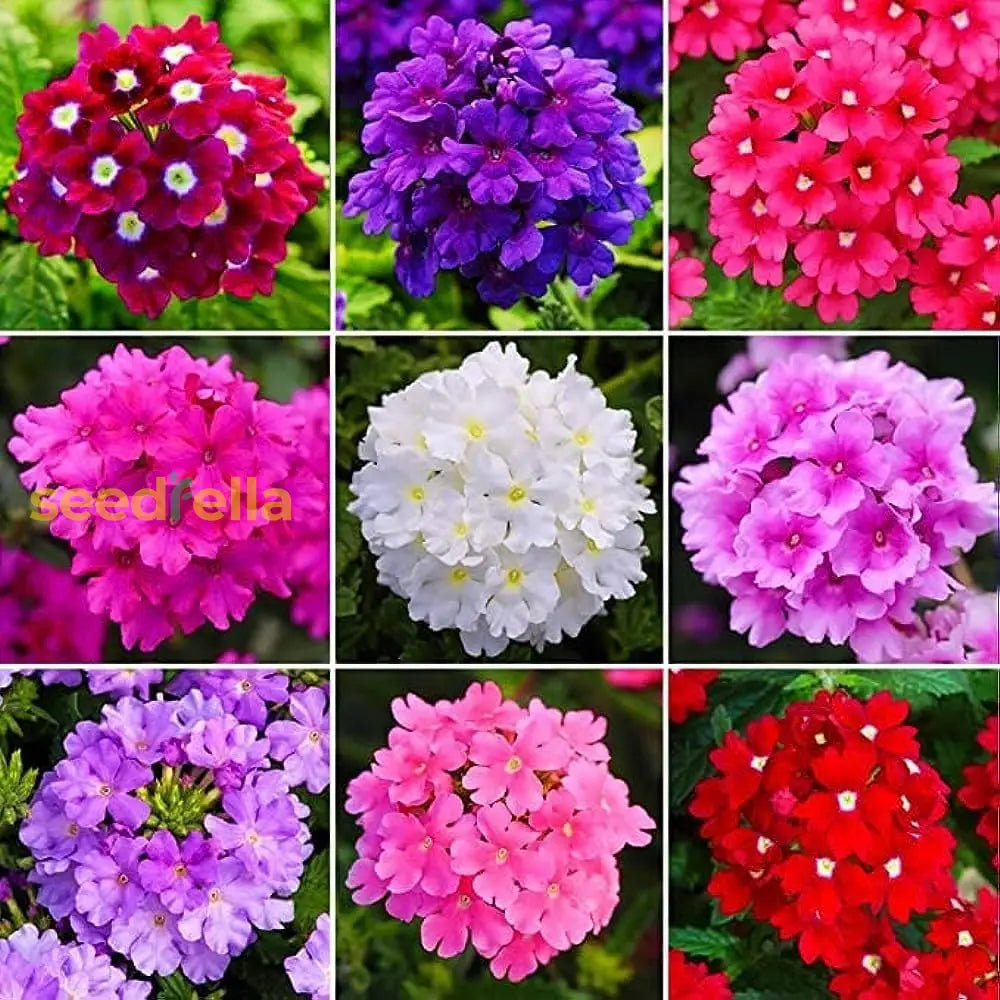 Verbena Flower Seeds For Planting