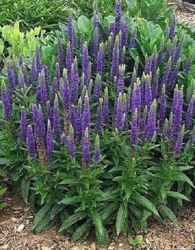 Veronica Spicata Spike Speedwell Non-GMO Seeds for Planting