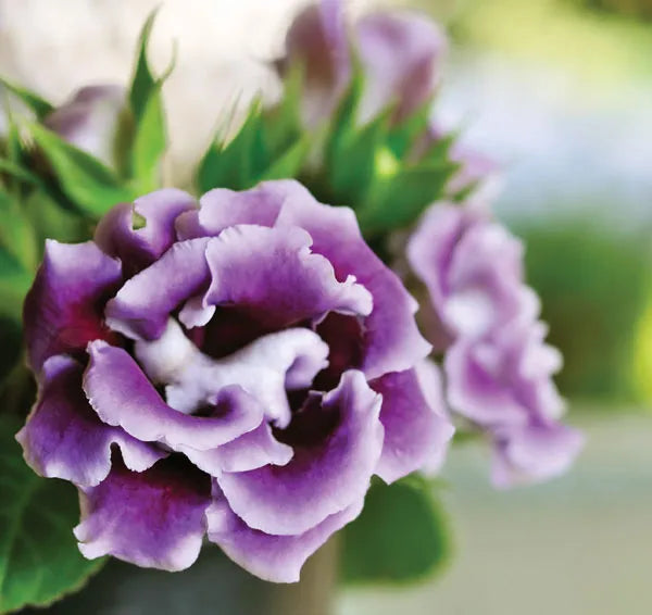 Vibrant Gloxinia Flower Seeds