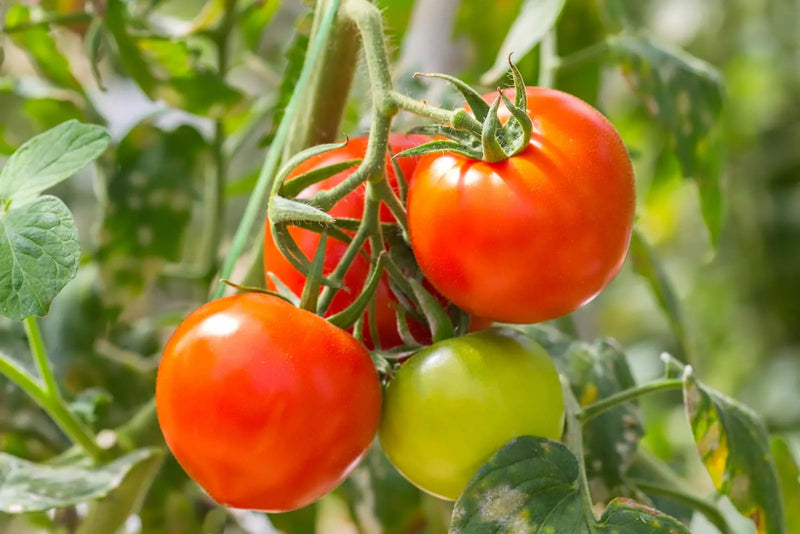 Bright green and red tomatoes harvested from seeds