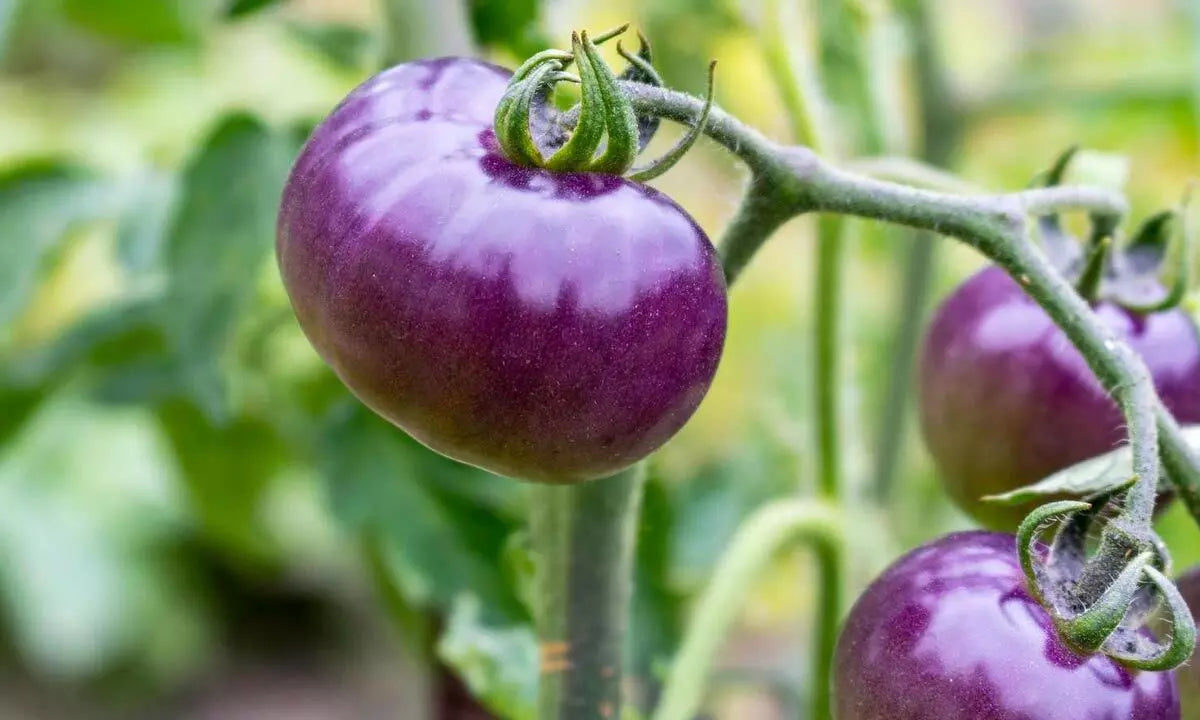 Vibrant violet tomato plants thriving in garden beds