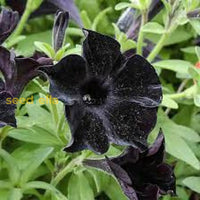 vibrant-petunia-garden-seeds