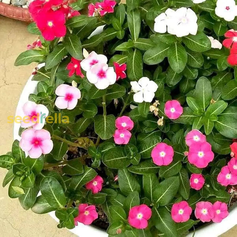 Vinca Mix Seeds For Planting  Colorful Annual Blooms Your Garden Flower