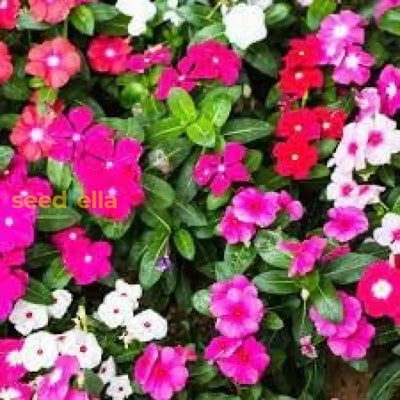 100 Pcs