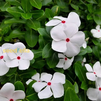 100 Pcs