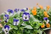 Viola Flower Seeds For Planting - Vibrant Blooms Your Garden