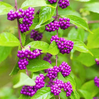 Violet Callicarpa Seeds