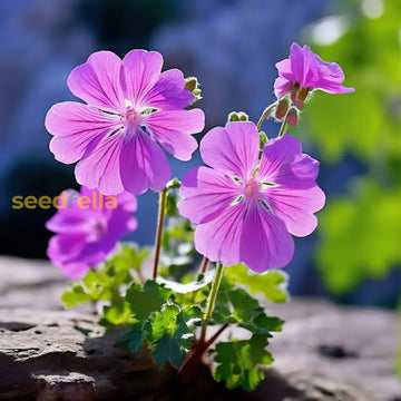 Violet climbing geranium seeds for planting