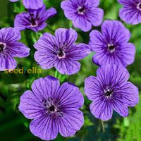 Violet Geranium Flower Planting Seeds For Colorful Gardens