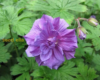 Violet Geranium Flower Planting Seeds For Colorful Gardens