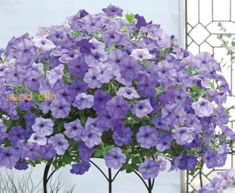 Violet Hanging Petunia Seeds For Vibrant Garden Planting Flower