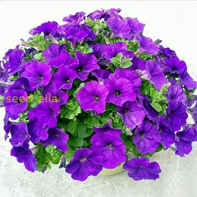 100 Pcs