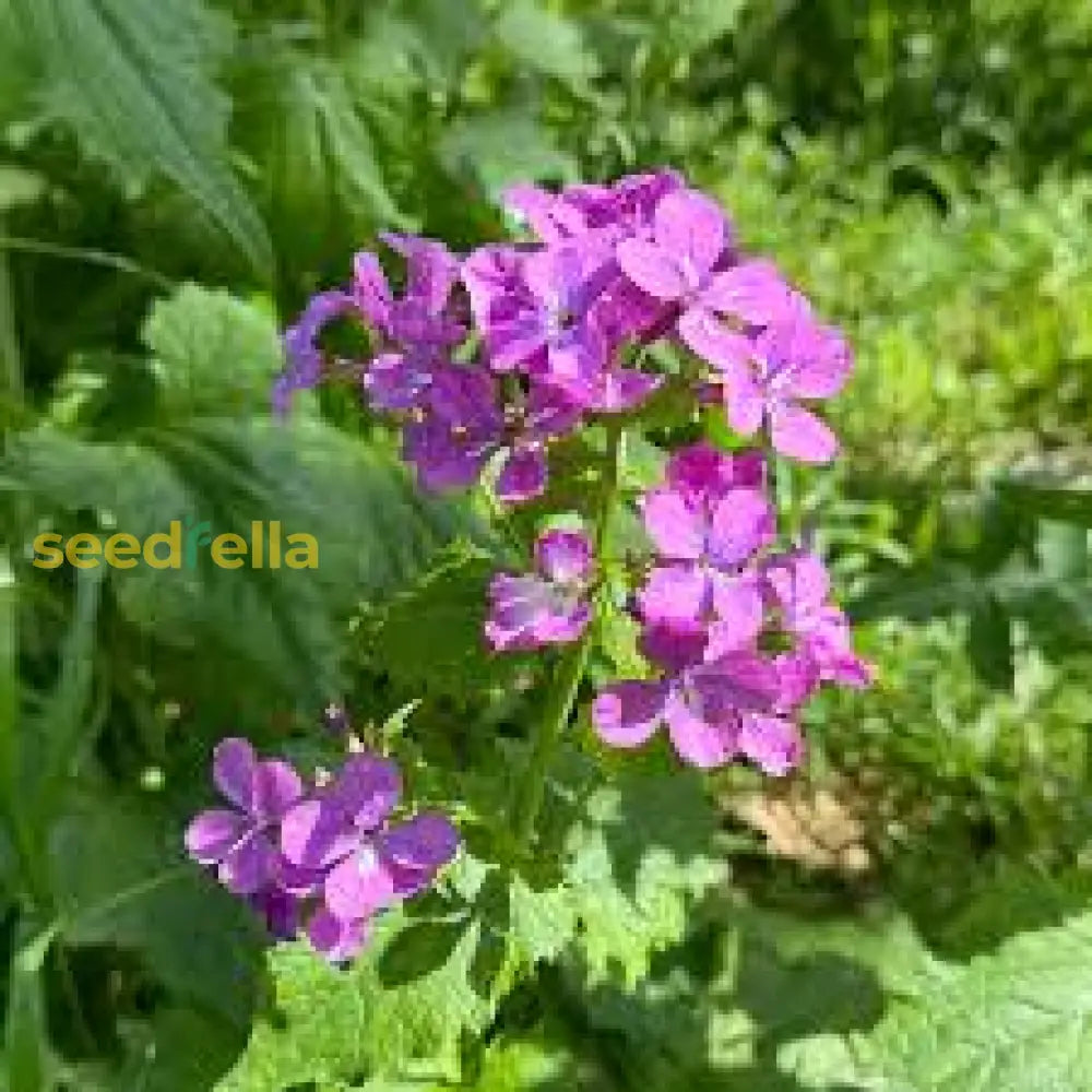 Violet Lunaria Money Plant Seeds For Planting - Unique Coin-Shaped Leaves Flower