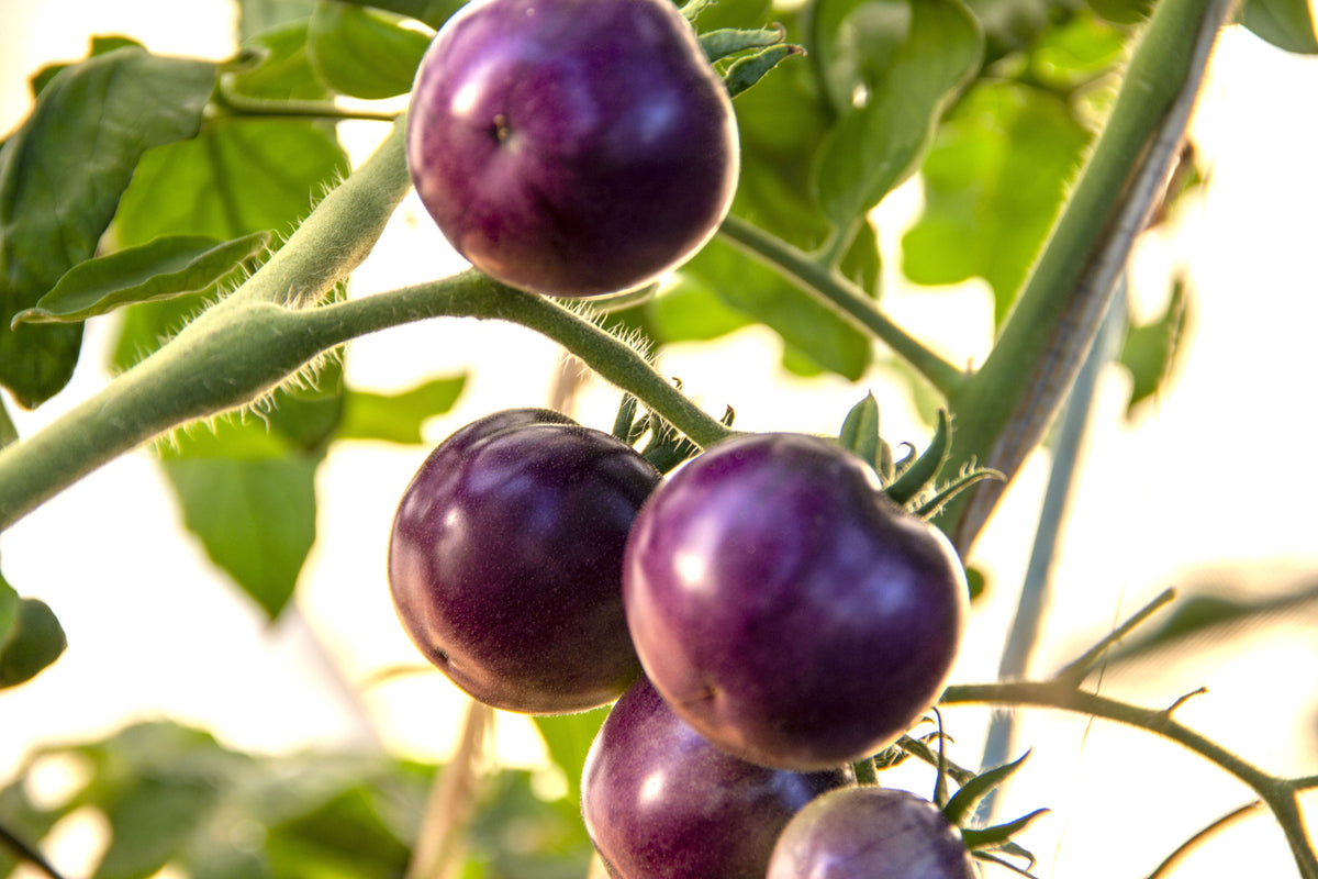 Violet tomato plant in home garden