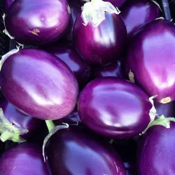 Violet Eggplant Vegetable Planting Seeds