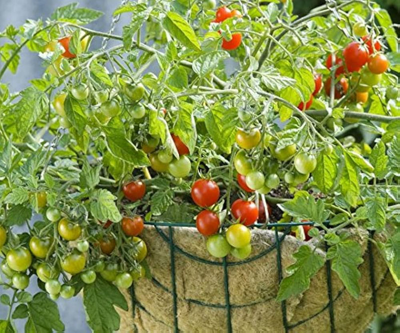 Vishenka cherry tomato seeds heirloom Non-GMO