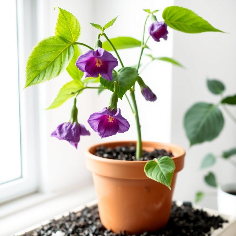 Abutilon Striatum Purple Flower Seeds for Planting