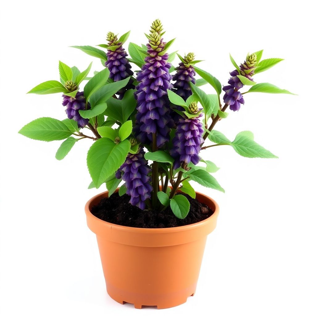 Pineapple Sage Flower seeds for Planting Long Bloom Season Heirloom & GMO Free Seeds for Home Garden 
 
 Sale