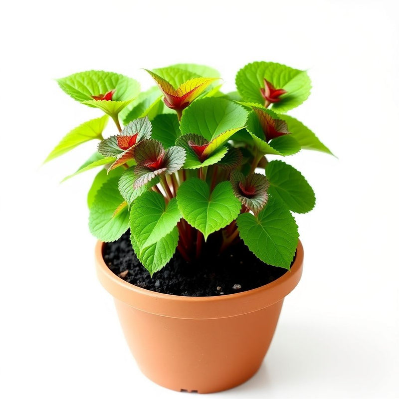 Coleus Plectranthus scutellarioides Seeds for Planting in Container Garden and Indoor Pots