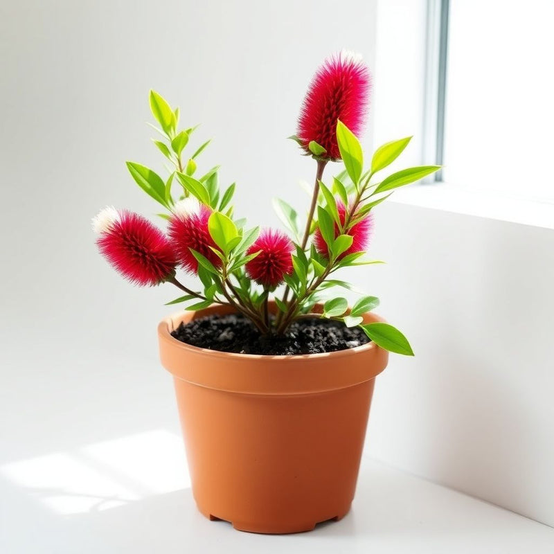 Alpine Bottlebrush Flower Seeds for Planting