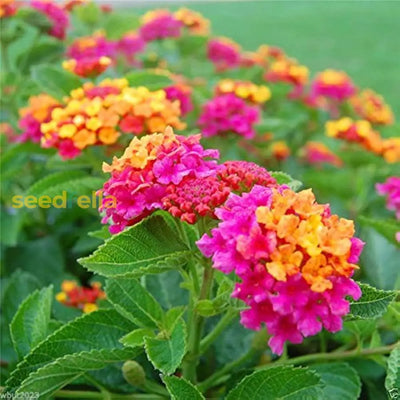 100 Pcs
