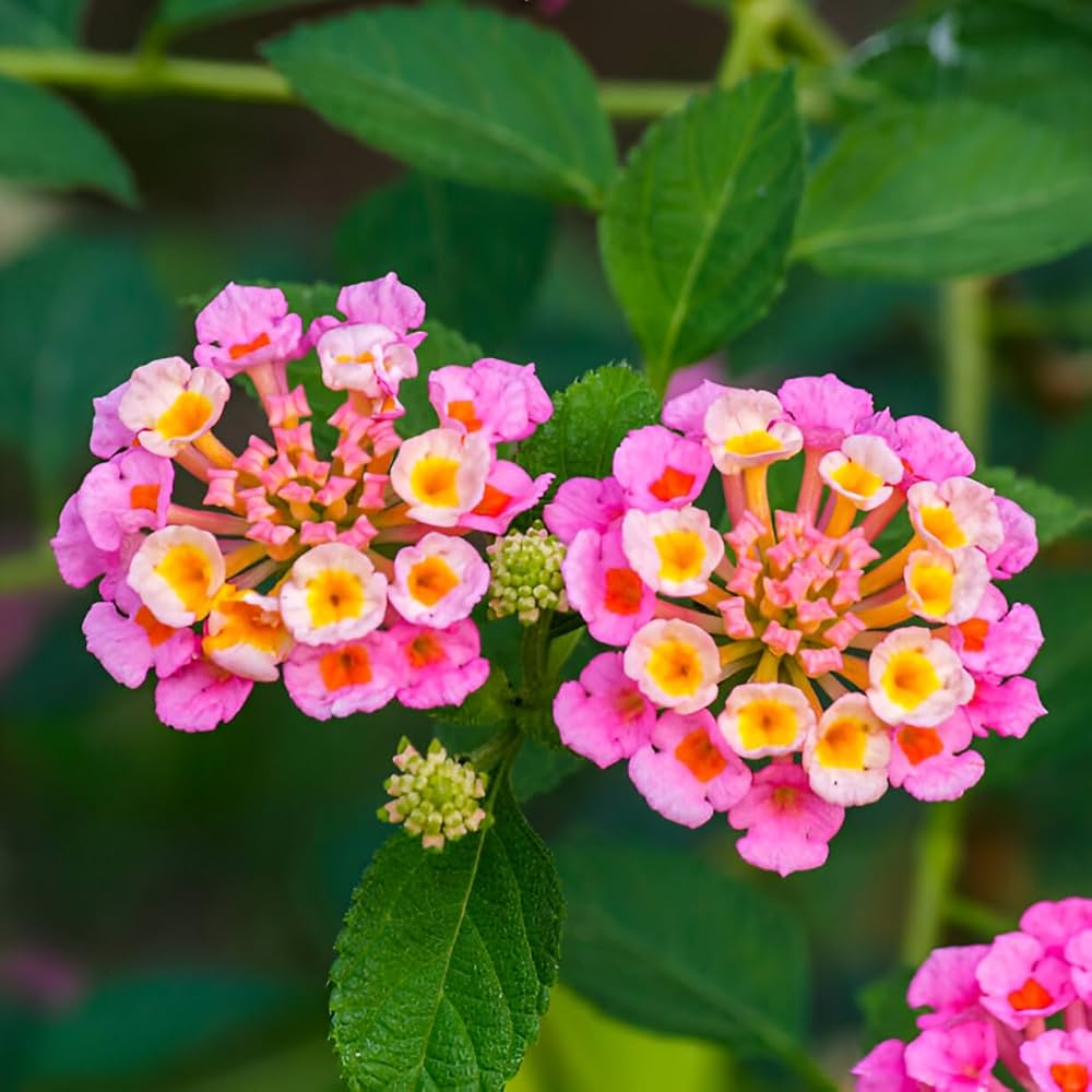 Wandelrose seeds for borders and garden beds