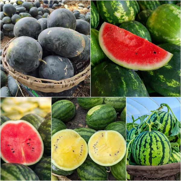 Mixed Watermelon Seeds for Planting | Grow Delicious Watermelon in Your Garden